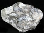 Wide Kosmoceras Ammonite Cluster - England #30774-5